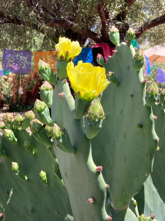 Casa Azul: Pet-Friendly Adobe Oasis in Central Location Tucson Exterior photo